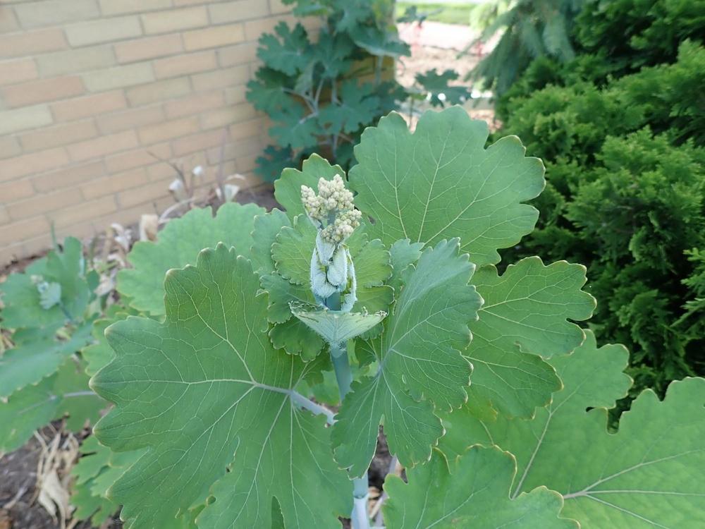 Photo of Plume Poppy (Macleaya cordata) uploaded by gardengus