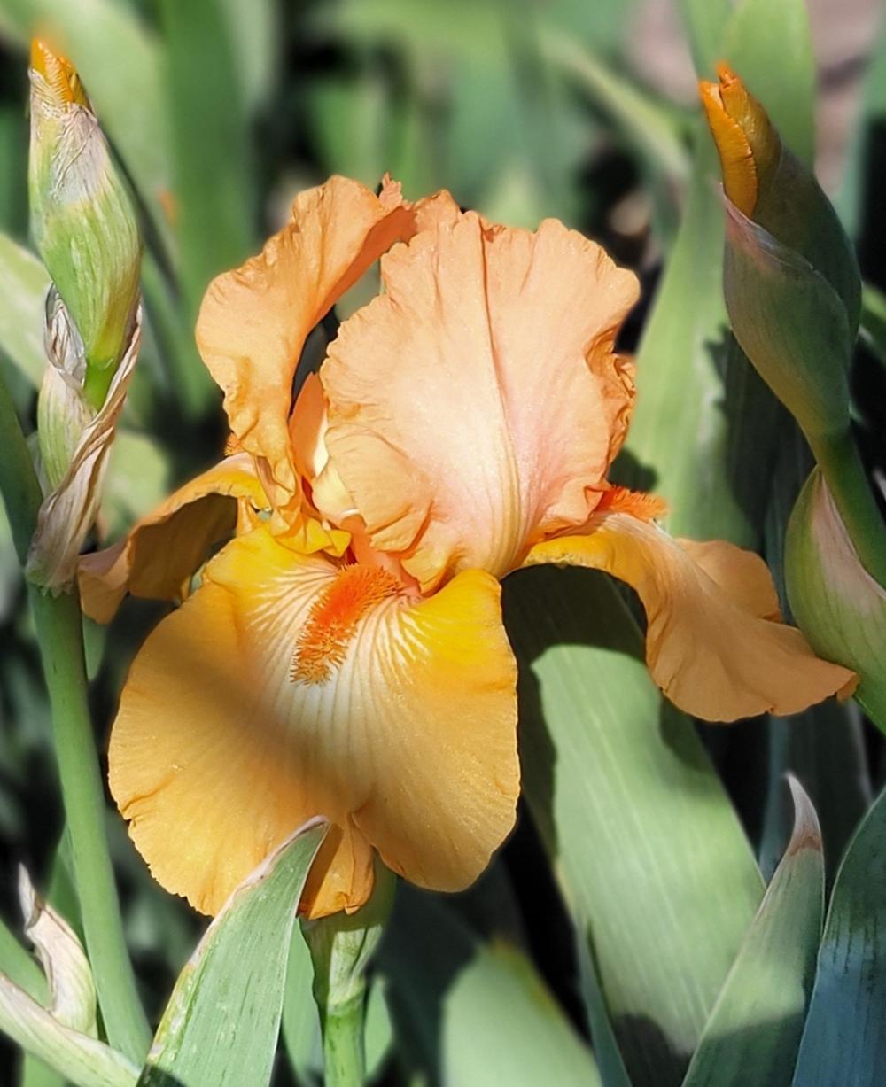 Photo of Tall Bearded Iris (Iris 'Rave On') uploaded by Bitoftrouble