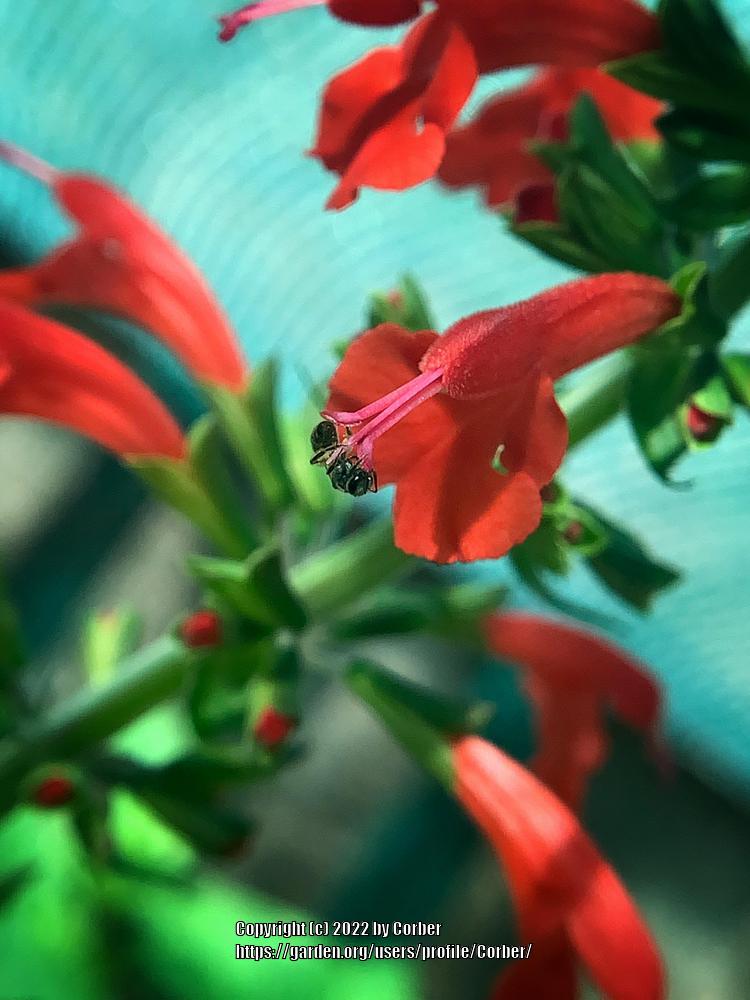 Photo of Scarlet Sage (Salvia coccinea) uploaded by Corber