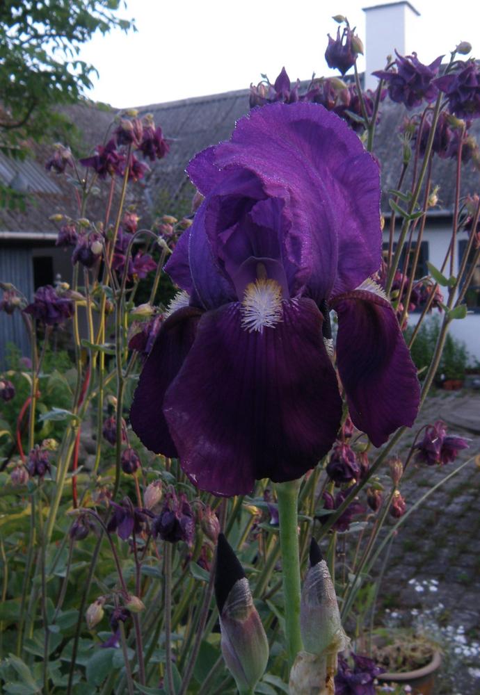 Photo of Tall Bearded Iris (Iris 'Indian Hills') uploaded by IrisLilli