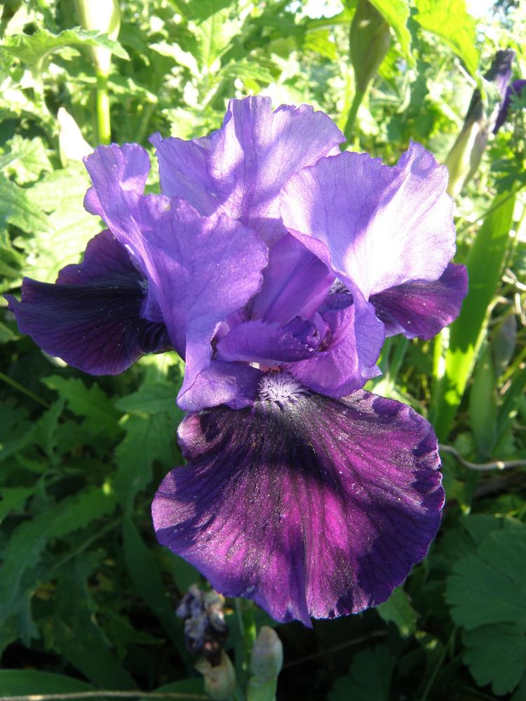 Photo of Intermediate Bearded Iris (Iris 'Bev's Beauty') uploaded by IrisLilli