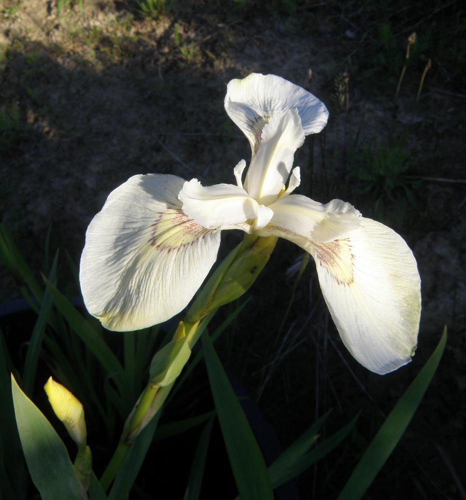 Photo of Species Iris (Iris pseudacorus 'Foxcroft Full Moon') uploaded by IrisLilli