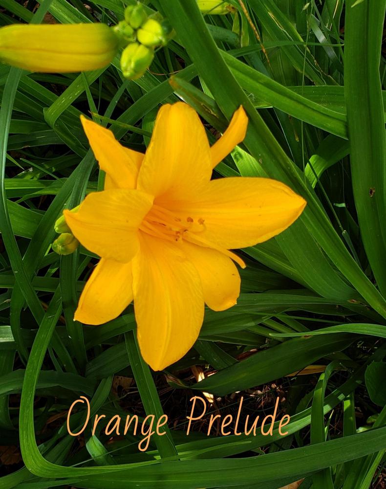 Photo of Daylily (Hemerocallis 'Orange Prelude') uploaded by JillLloyd