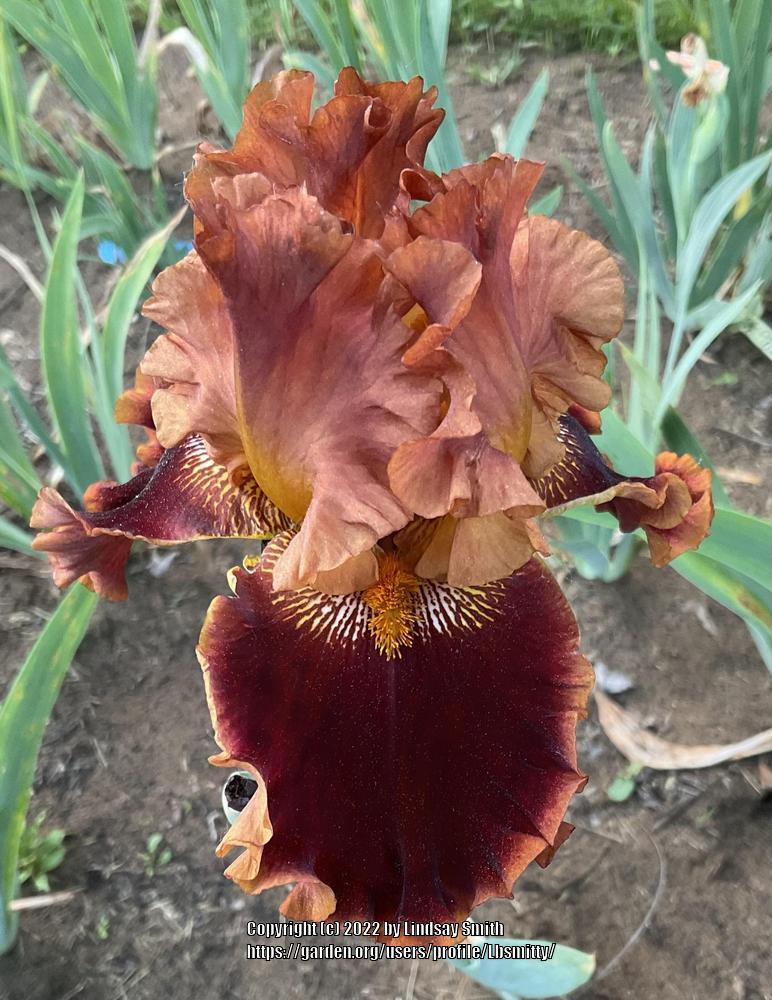 Photo of Tall Bearded Iris (Iris 'Copatonic') uploaded by Lbsmitty
