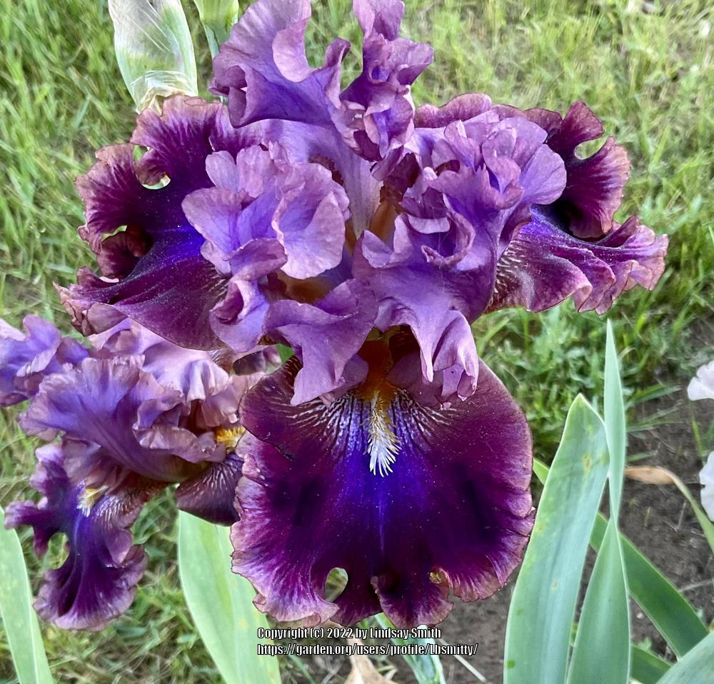 Photo of Tall Bearded Iris (Iris 'Electric Candy') uploaded by Lbsmitty