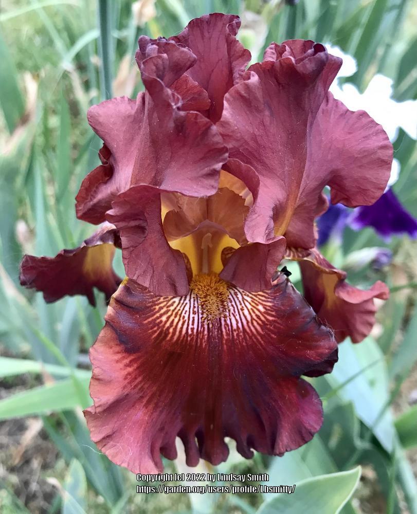 Photo of Tall Bearded Iris (Iris 'Play with Fire') uploaded by Lbsmitty