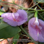 Mary's butterfly pea #219; RAB page 635, 98-42-1; AG page 145, 32