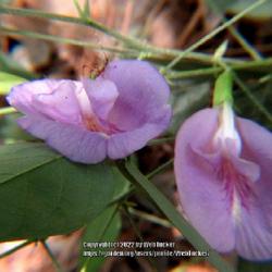 Location: Southern Pines, NC
Date: June 8, 2022
Mary's butterfly pea #219; RAB page 635, 98-42-1; AG page 145, 32