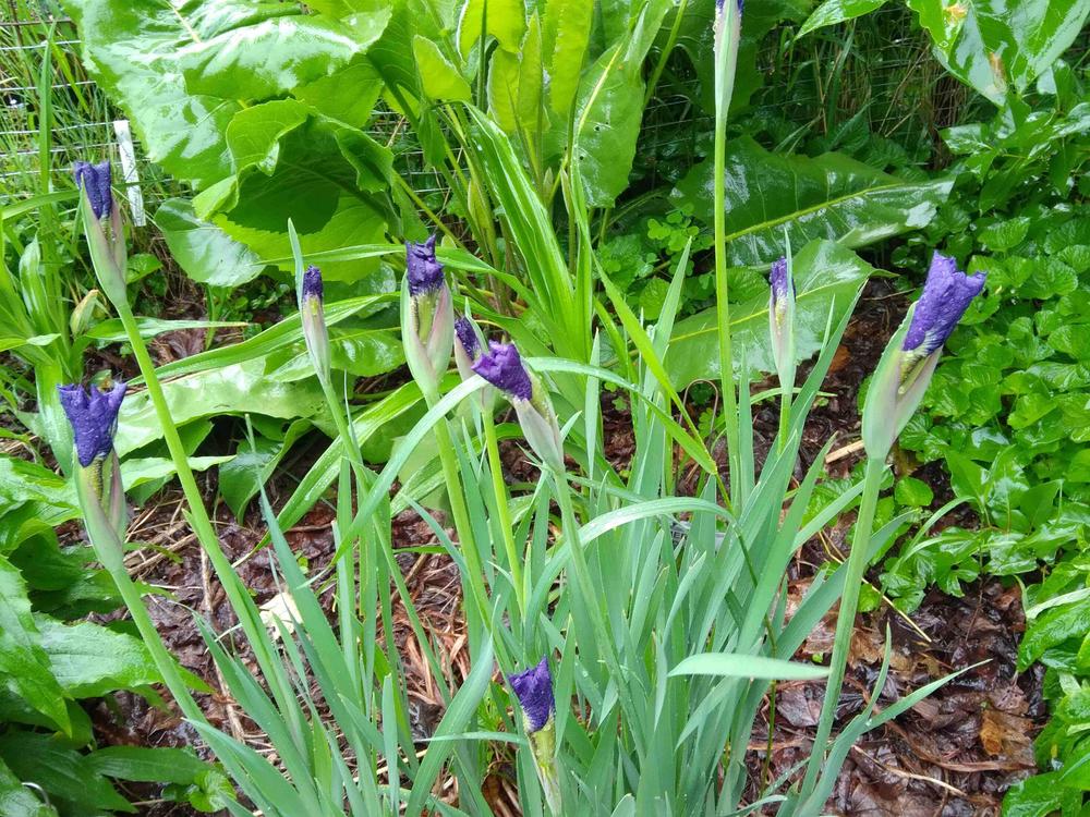 Photo of Siberian Iris (Iris 'Shaker's Prayer') uploaded by adknative