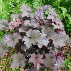 Location: Eagle Bay, New York
Date: 2022-06-09
Coral Bells (Heuchera 'Frosted Violet'), spring foliage