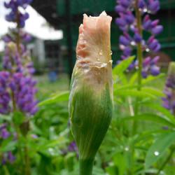 Location: Eagle Bay, New York
Date: 2022-06-09
Tall Bearded Iris (Iris 'Beverly Sills' bud showing colour