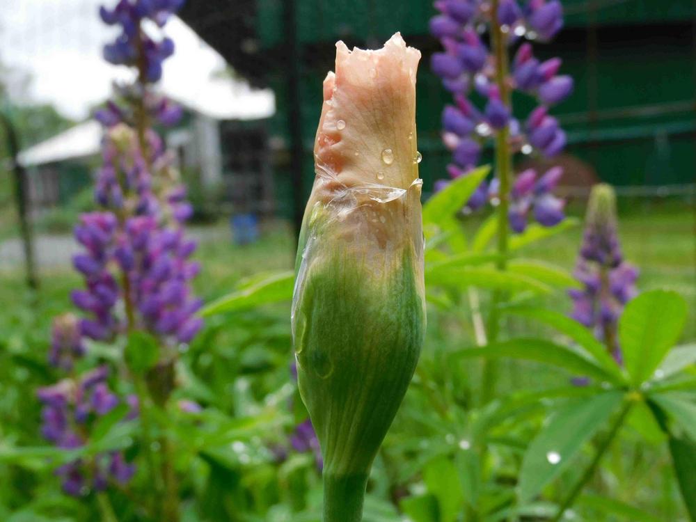 Photo of Tall Bearded Iris (Iris 'Beverly Sills') uploaded by adknative