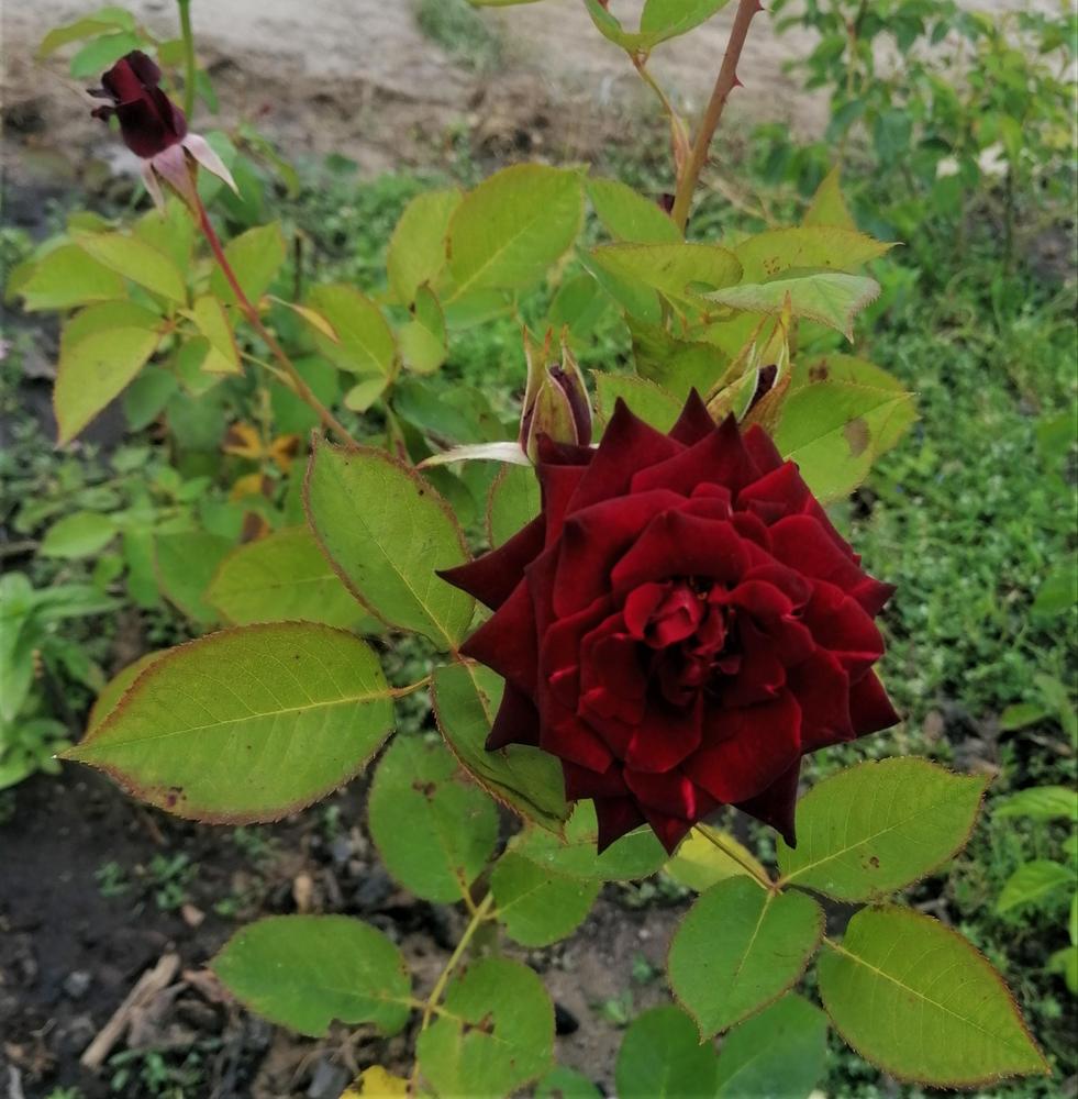 Photo of Hybrid Tea Rose (Rosa 'Charles Mallerin') uploaded by manueldalmeida