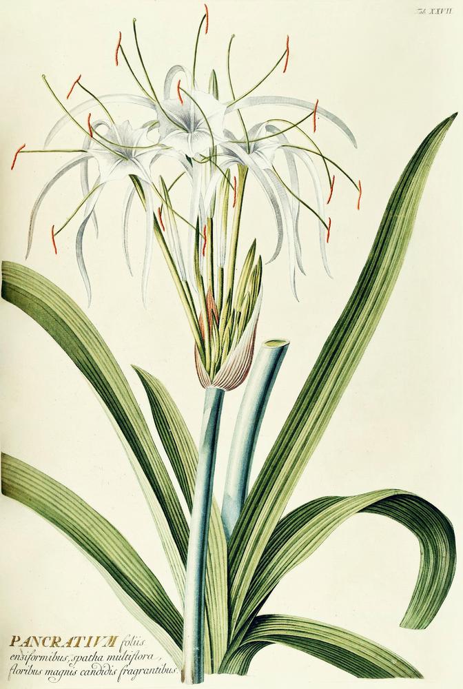 Photo of Spider Lily (Hymenocallis littoralis) uploaded by scvirginia