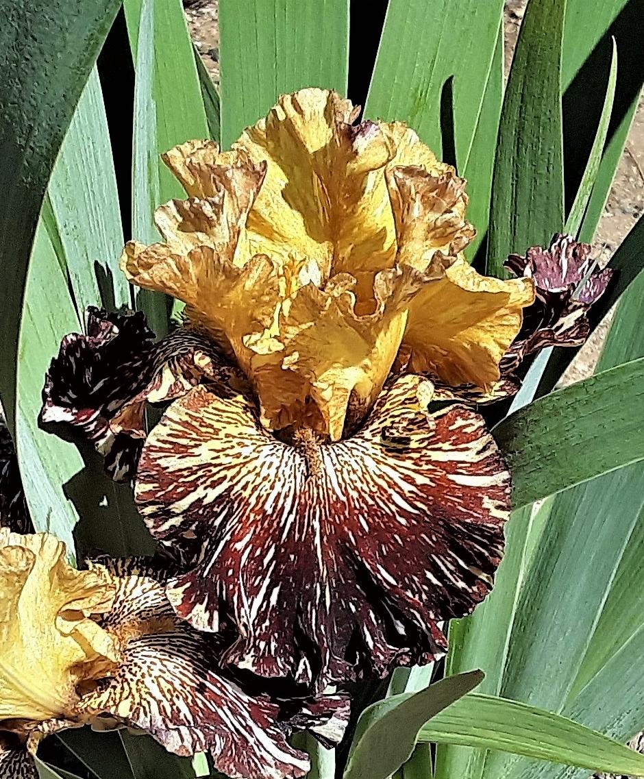 Photo of Tall Bearded Iris (Iris 'Spiced Tiger') uploaded by Bitoftrouble
