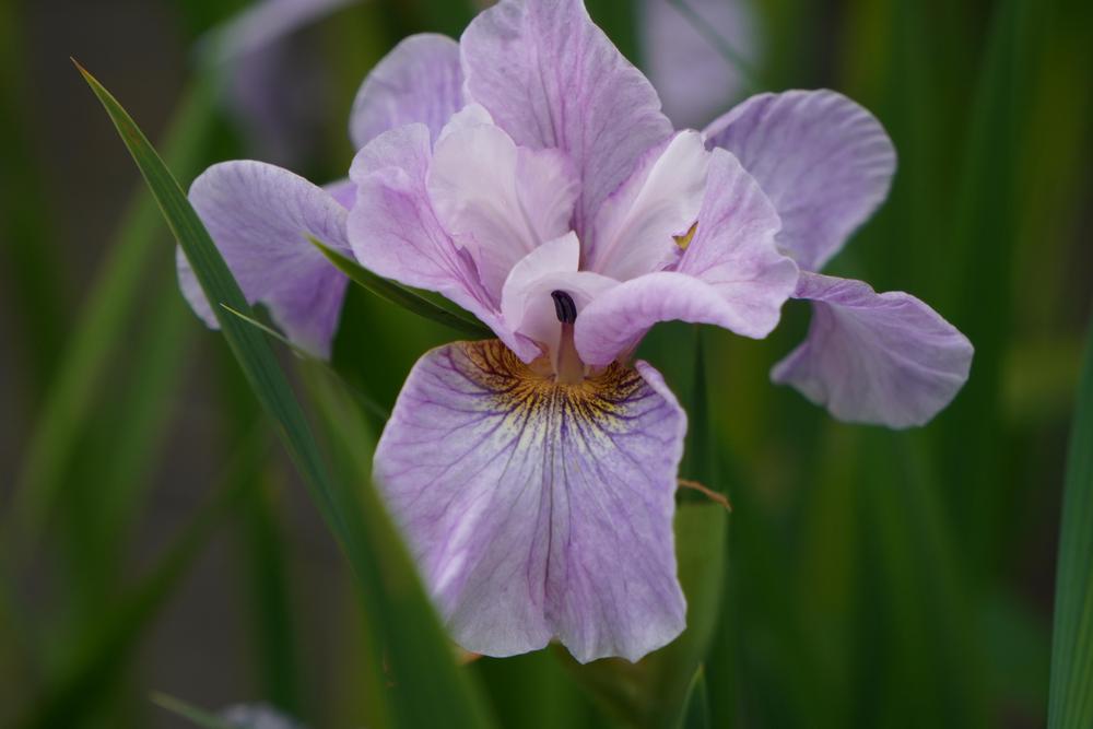 Photo of Siberian Iris (Iris 'Careless Sally') uploaded by D3LL