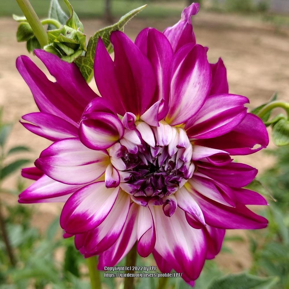 Photo of Dahlia 'Who Dun It' uploaded by FPF