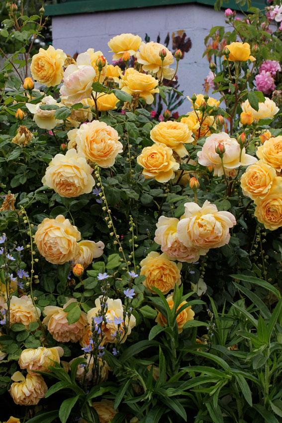 Photo of Rose (Rosa 'Golden Celebration') uploaded by Joy