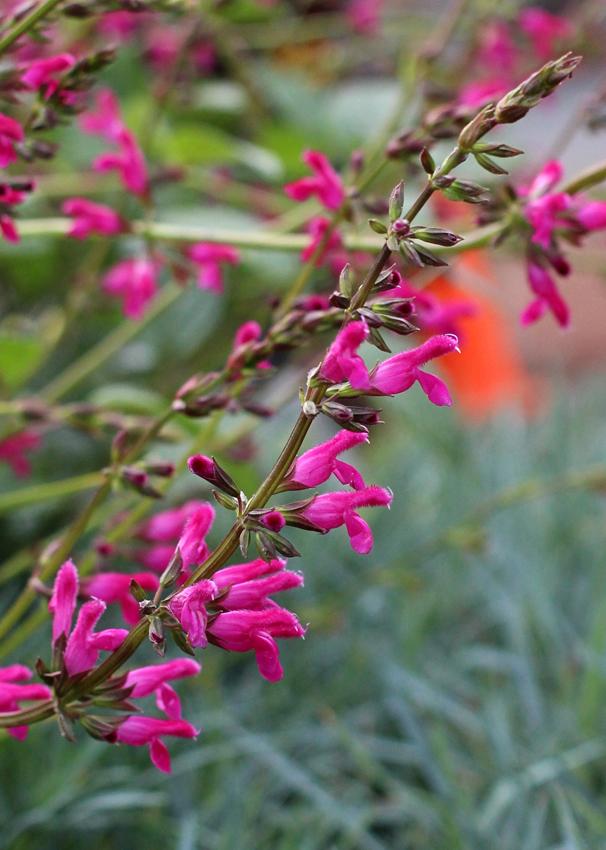 Photo of Chiapas Sage (Salvia chiapensis) uploaded by Joy