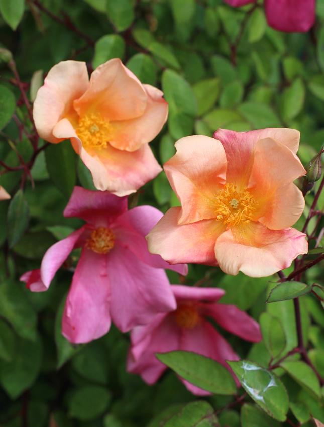 Photo of Rose (Rosa 'Mutabilis') uploaded by Joy