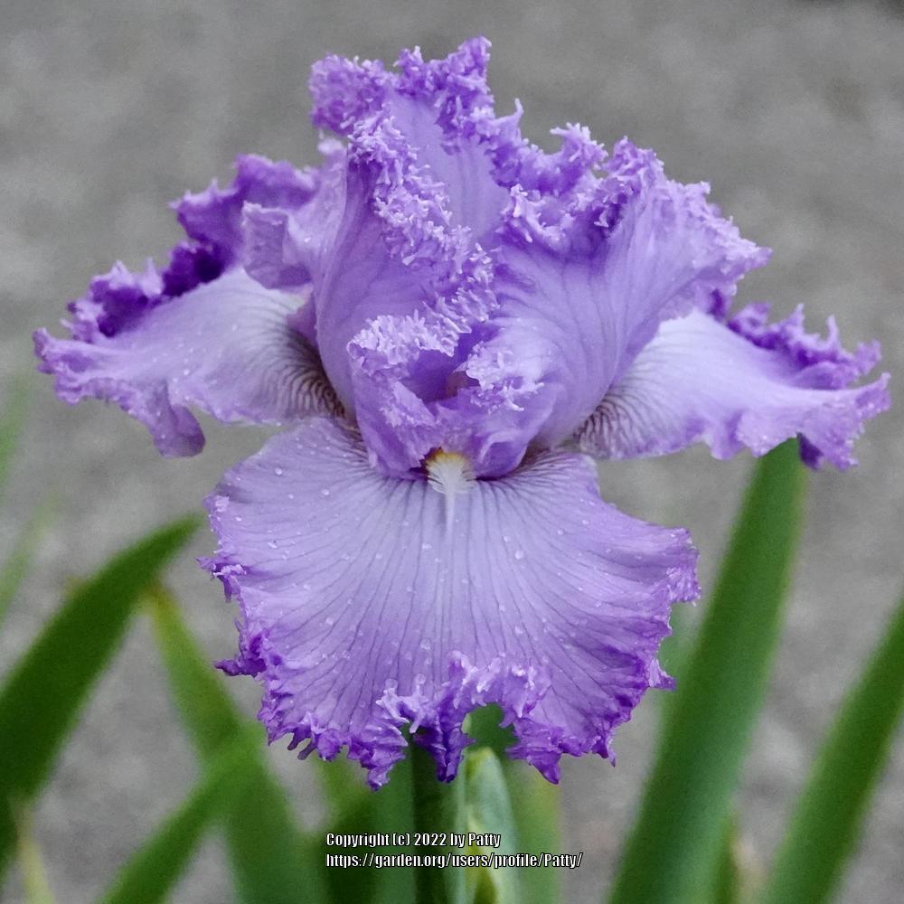 Photo of Tall Bearded Iris (Iris 'Super Model') uploaded by Patty