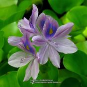 Water hyacinth #196.this; RAB page 272, 39-1-1; LHB page 199, 32-