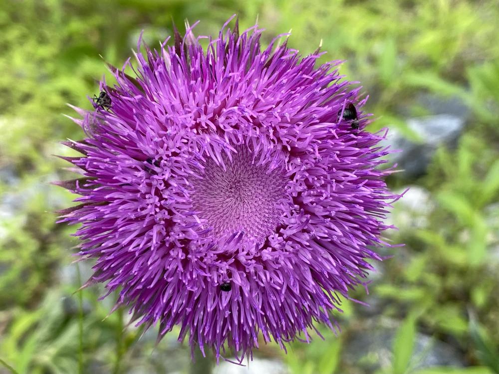 Photo of Thistle (Cirsium) uploaded by csandt