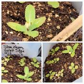 Young seedlings, stem clasping violet sage