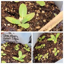 Location: Ann Arbor, Michigan
Date: 6-4-2022
Young seedlings, stem clasping violet sage