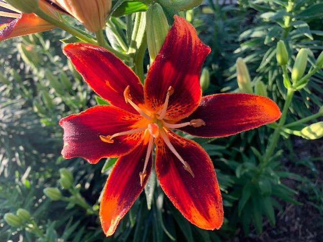 Photo of Asiatic Lily (Lilium 'Forever Susan') uploaded by jkporter