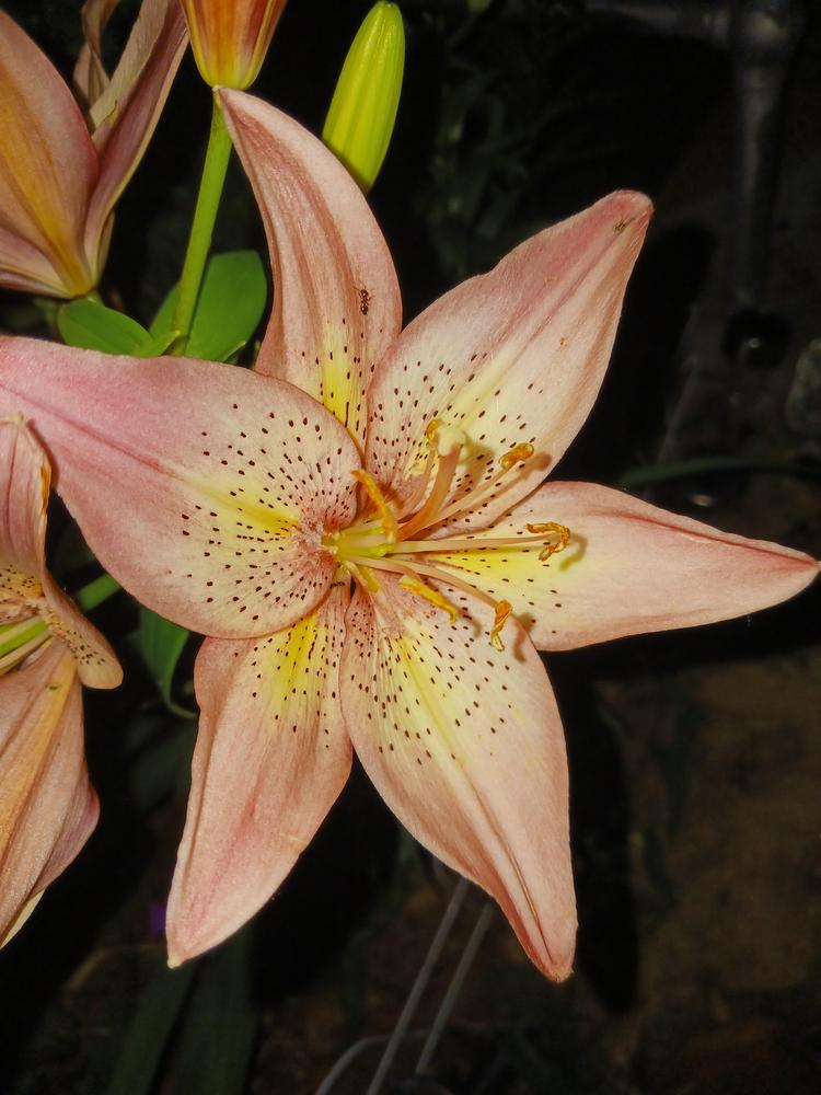 Photo of Lilies (Lilium) uploaded by AnthonyF