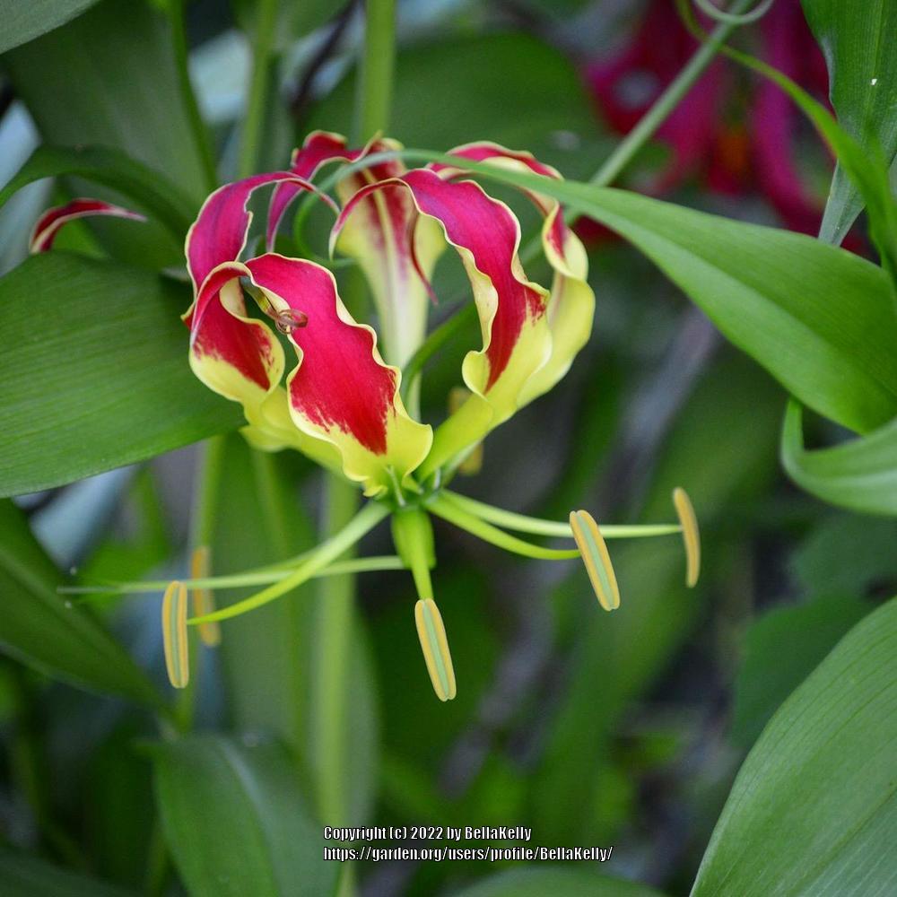 Photo of Flame Lily (Gloriosa) uploaded by BellaKelly