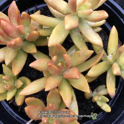 Location: My garden in Tampa, Florida
Date: 2022-06-10
Beautiful color change of my clearance rescue sedum.