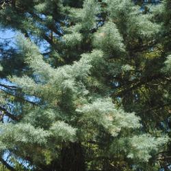 Location: Downingtown, Pennsylvania
Date: 2022-05-10
bluish foliage of a large specimen