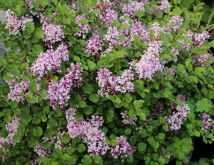 Photo of Meyer Lilac (Syringa pubescens subsp. pubescens 'Palibin') uploaded by Joy