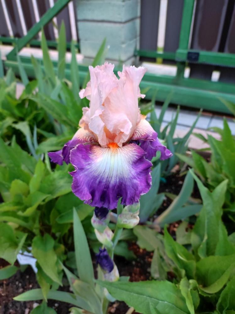 Photo of Tall Bearded Iris (Iris 'Koi') uploaded by JozicaPL