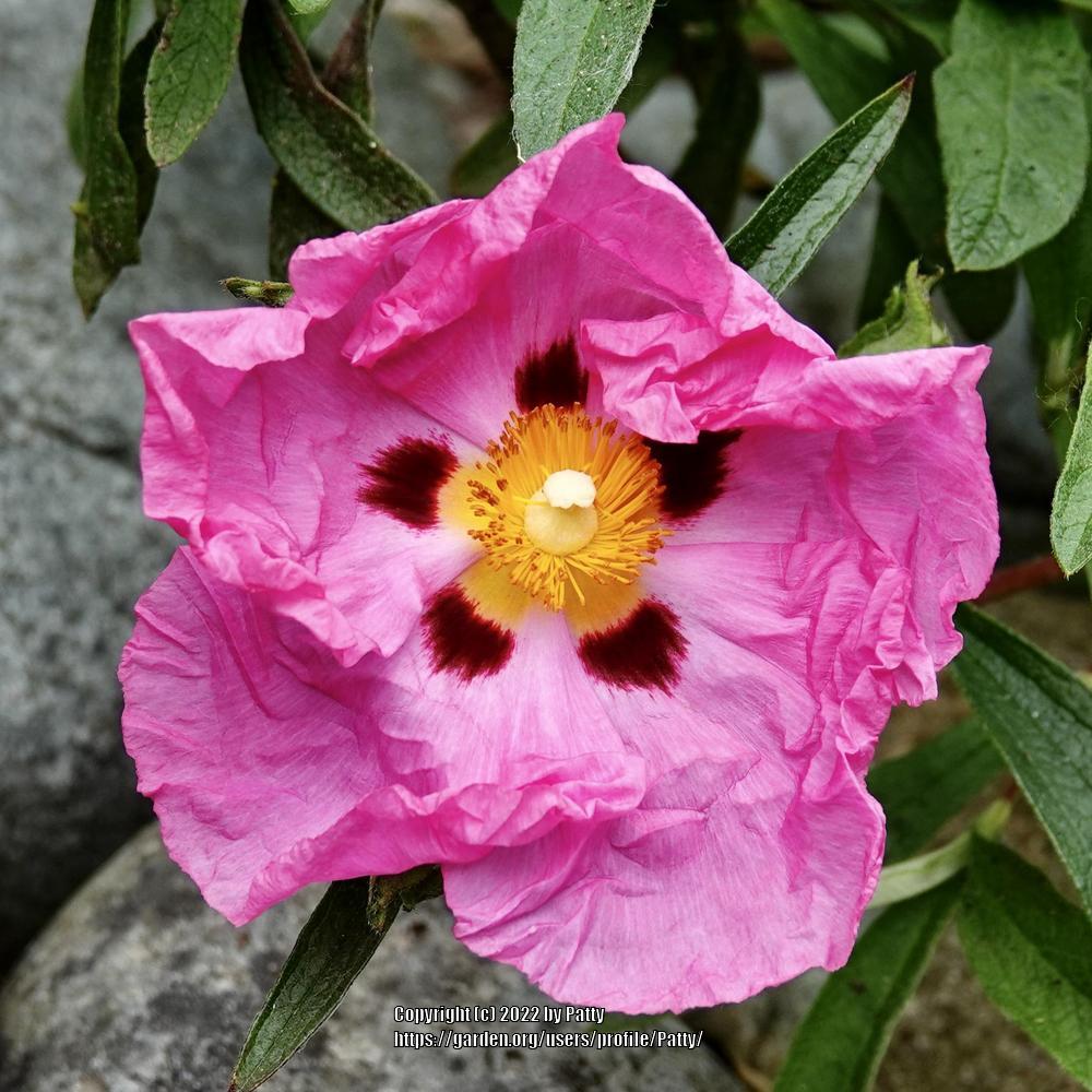 Photo of Purple-Flowered Rockrose (Cistus x purpureus) uploaded by Patty