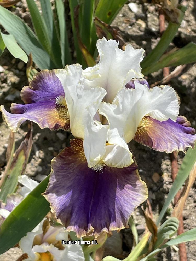 Photo of Tall Bearded Iris (Iris 'Dietmar Brixy') uploaded by RachaelHunter