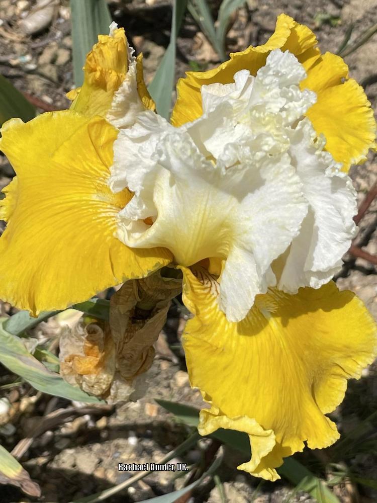 Photo of Tall Bearded Iris (Iris 'Cathédrale de Chichester') uploaded by RachaelHunter