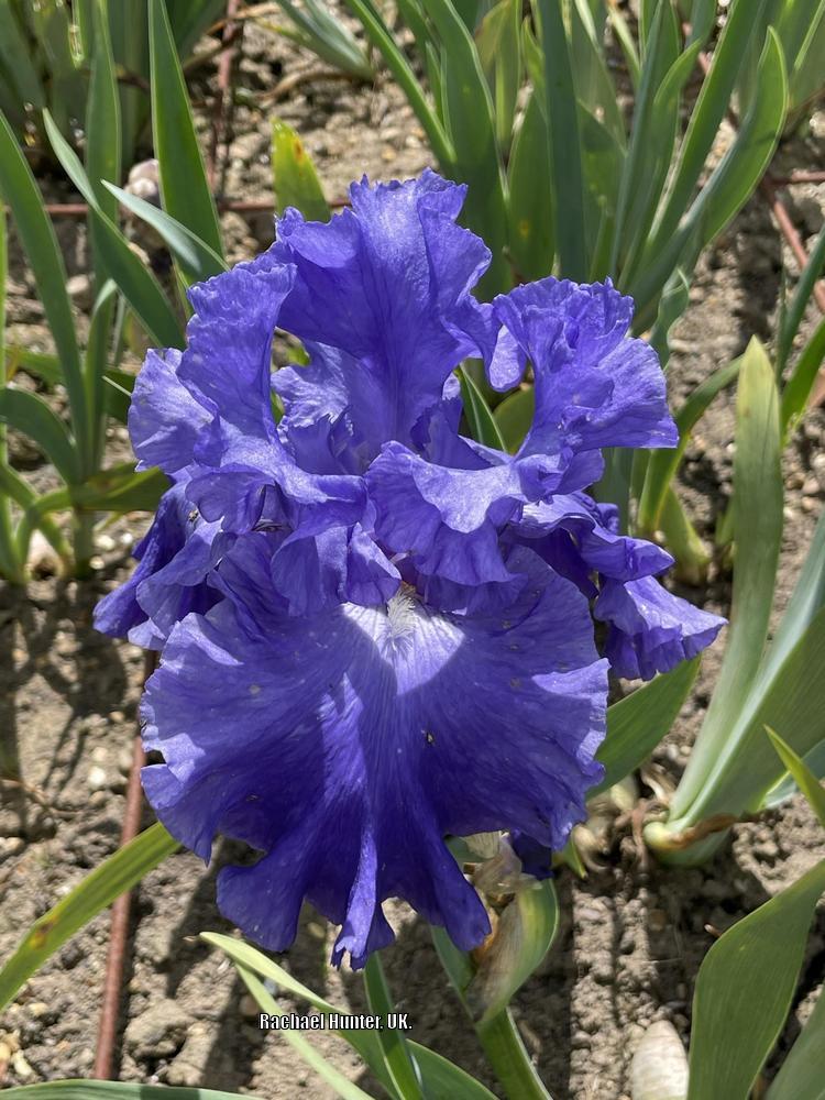 Photo of Tall Bearded Iris (Iris 'Yaquina Blue') uploaded by RachaelHunter