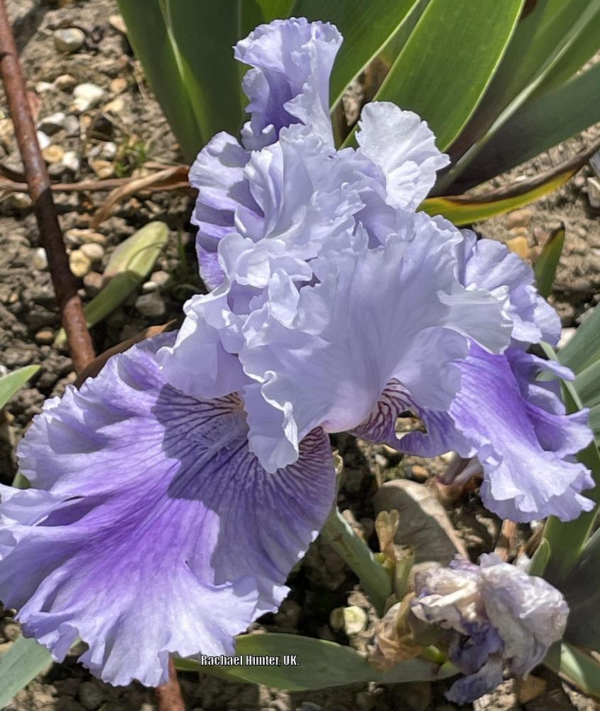 Photo of Tall Bearded Iris (Iris 'Ascent of Angels') uploaded by RachaelHunter