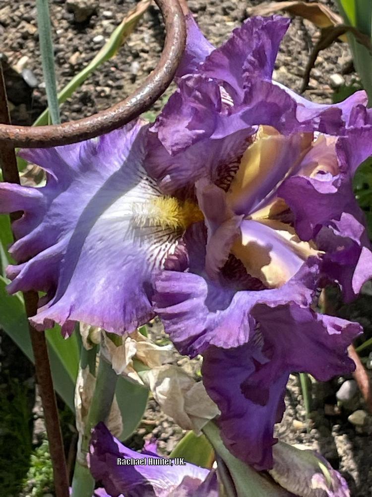 Photo of Tall Bearded Iris (Iris 'Afternoon in Rio') uploaded by RachaelHunter