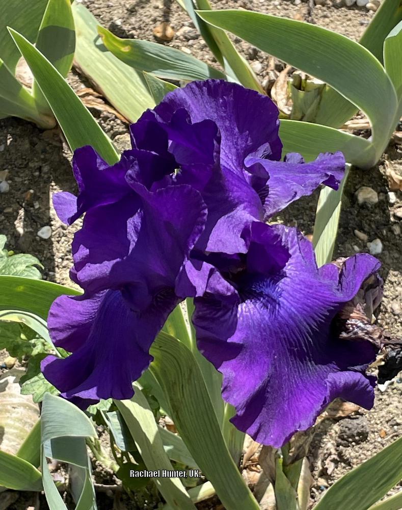 Photo of Tall Bearded Iris (Iris 'Titan's Glory') uploaded by RachaelHunter
