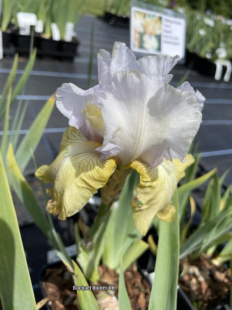Photo of Tall Bearded Iris (Iris 'Silicon Prairie') uploaded by RachaelHunter