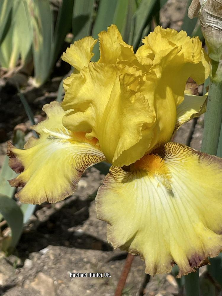 Photo of Tall Bearded Iris (Iris 'Macaron') uploaded by RachaelHunter