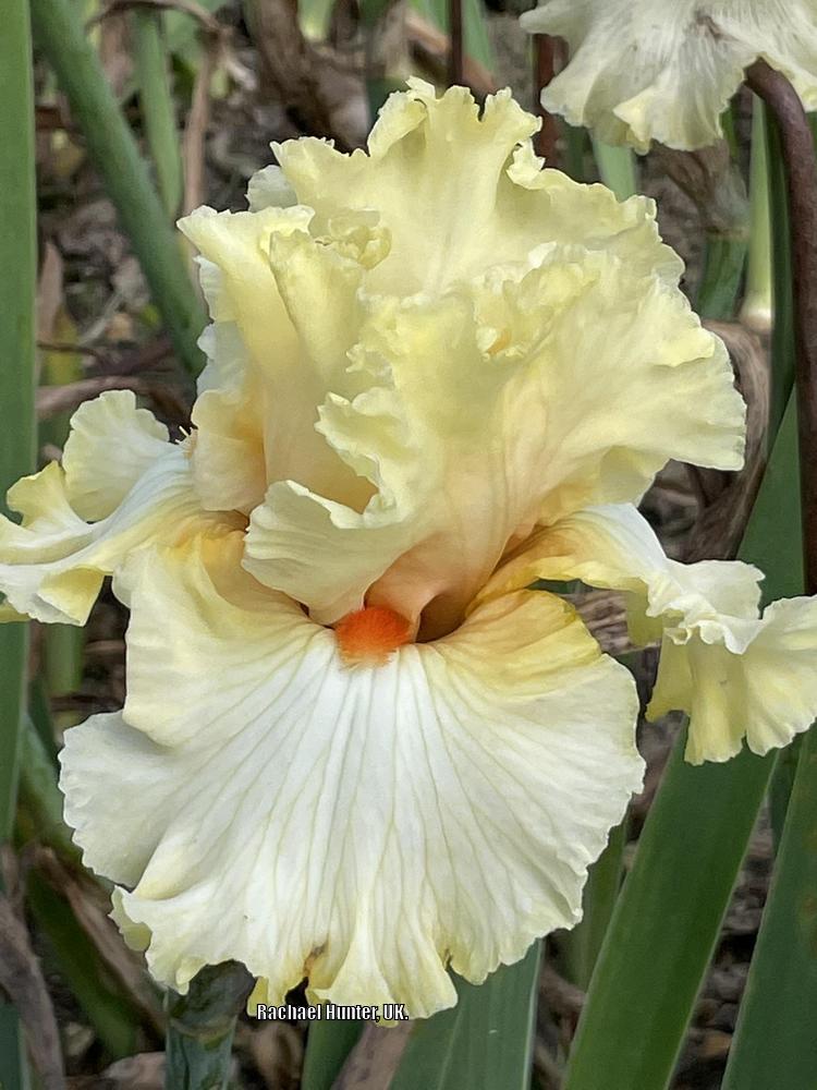 Photo of Tall Bearded Iris (Iris 'Mimosa') uploaded by RachaelHunter
