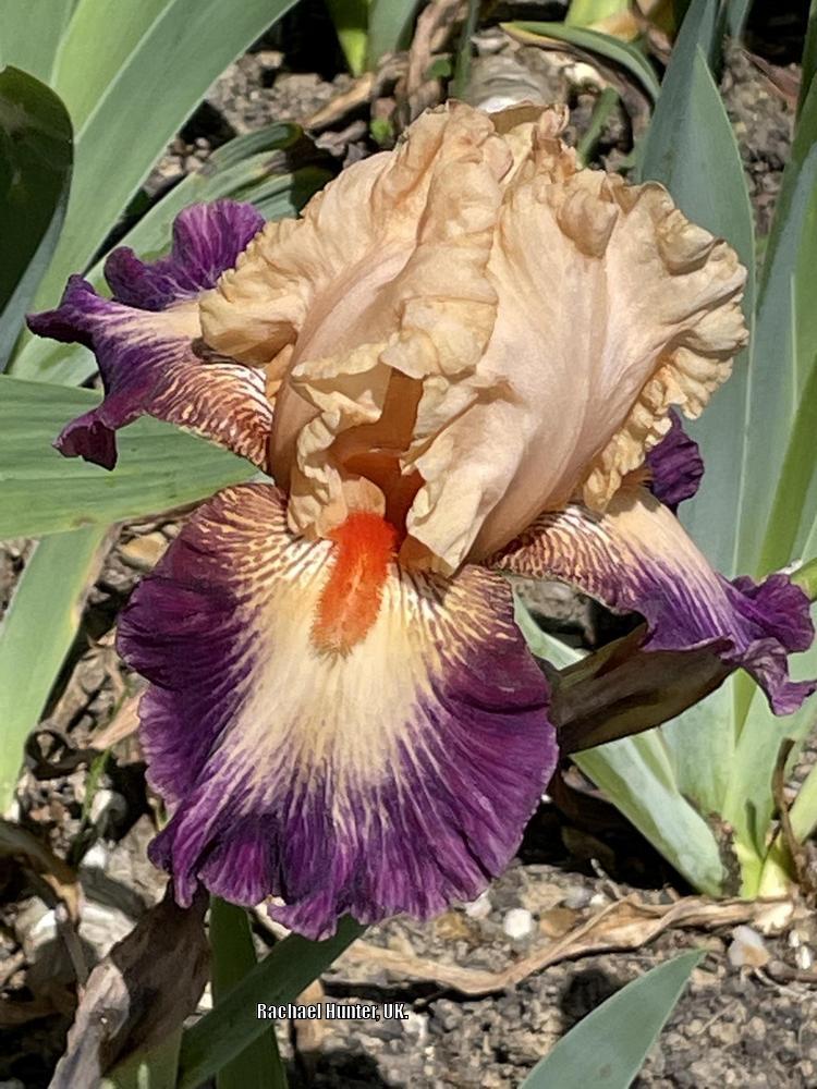 Photo of Tall Bearded Iris (Iris 'Chevalier de Malte') uploaded by RachaelHunter