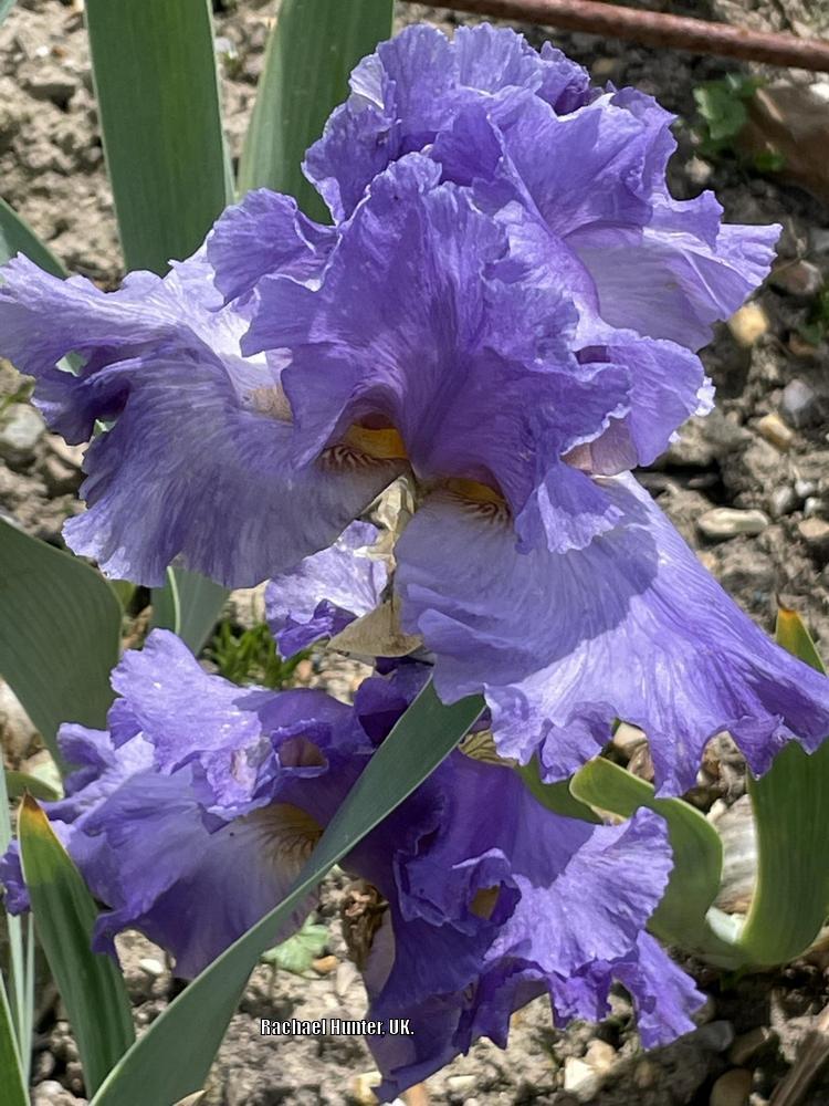 Photo of Border Bearded Iris (Iris 'Ensign') uploaded by RachaelHunter