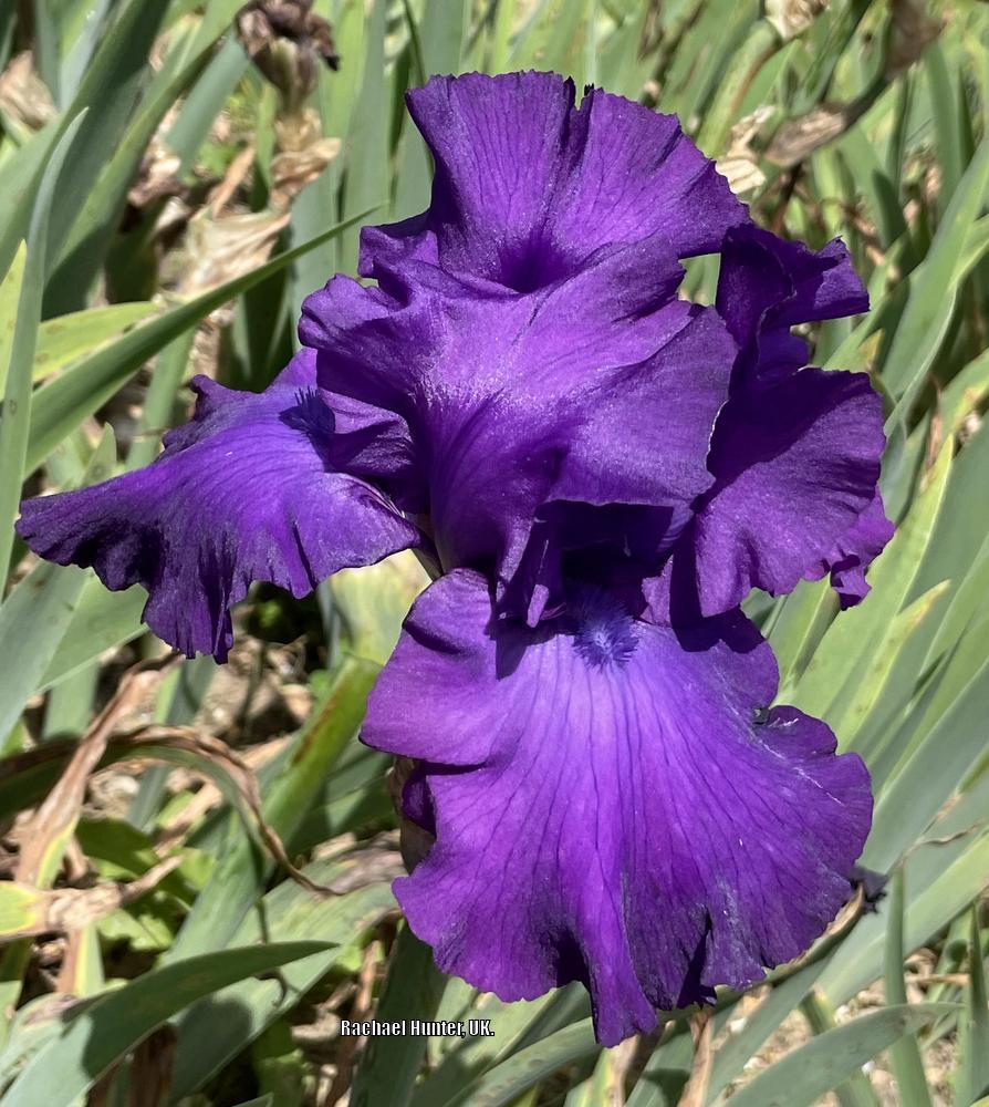 Photo of Tall Bearded Iris (Iris 'Bruce') uploaded by RachaelHunter