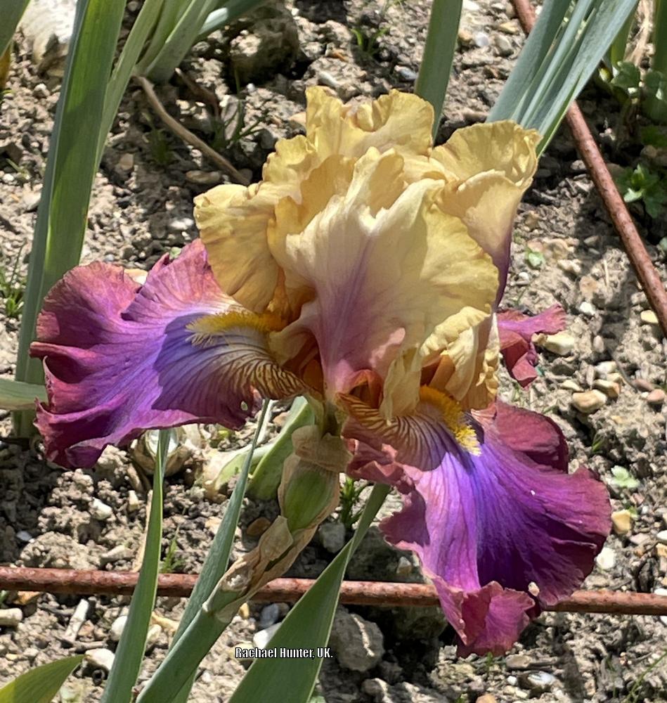 Photo of Tall Bearded Iris (Iris 'Trillion') uploaded by RachaelHunter